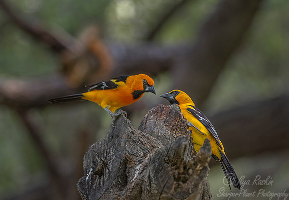 030 Altamira oriole (Icterus gularis) - Texas