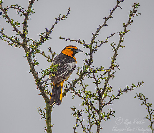 031 Bullock's oriole (Icterus bullockii) - Texas