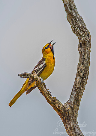 032 Bullock's oriole (Icterus bullockii) - Texas