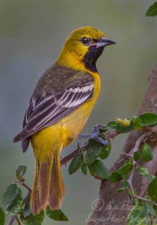 033 Orchard oriole (Icterus spurius) - Taxes