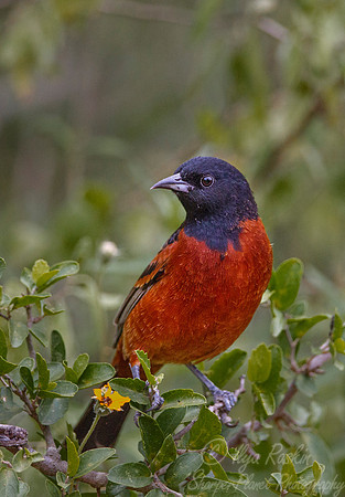 034 Orchard oriole (Icterus spurius) - Taxes