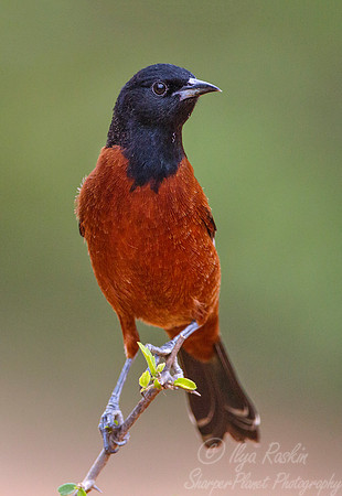 035 Orchard oriole (Icterus spurius) - Taxes