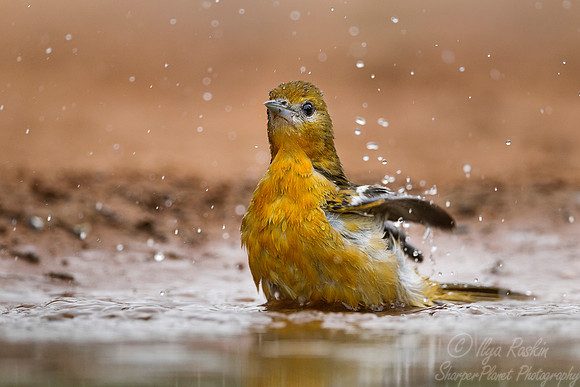 036 Baltimore oriole (Icterus galbula) - Texas