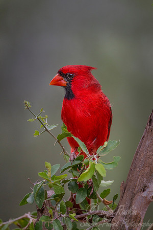 037 Northern cardinal (Cardinalis cardinalis) - TX