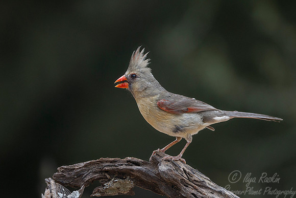 038 Northern cardinal (Cardinalis cardinalis) - TX
