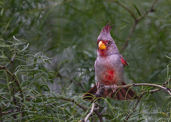 039 Pyrrhuloxia cardinal (Cardinalis sinuatus) - TX