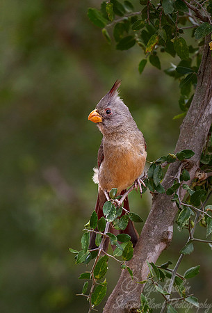 040 Pyrrhuloxia cardinal (Cardinalis sinuatus) - TX