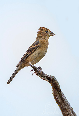 041 Blue grosbeak female (Passerina caerulea) -Texas