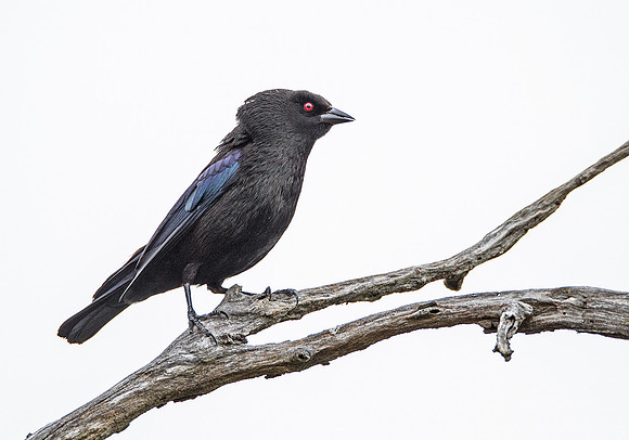 042 Bronzed cowbird  (Molothrus aeneus) - Texas