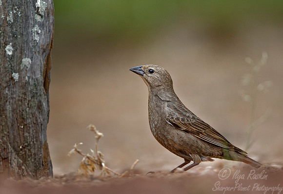 043 Brown-headed cowbird (Molothrus ater) - Texas