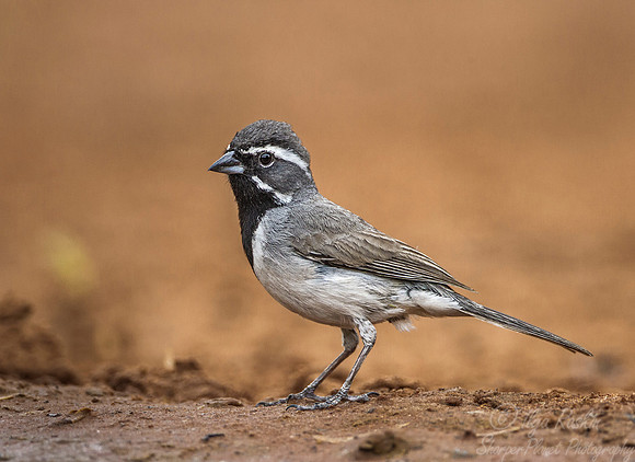 044 Black-throated sparrow (Amphispiza bilineata) - Texas