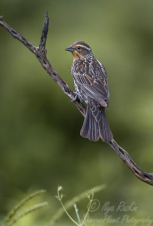 044 Red-winged blackbird  female (Agelaius phoeniceus) - Texas