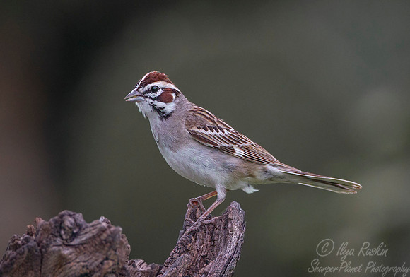 046 Lark sparrow (Chondestes grammacus) - Texas