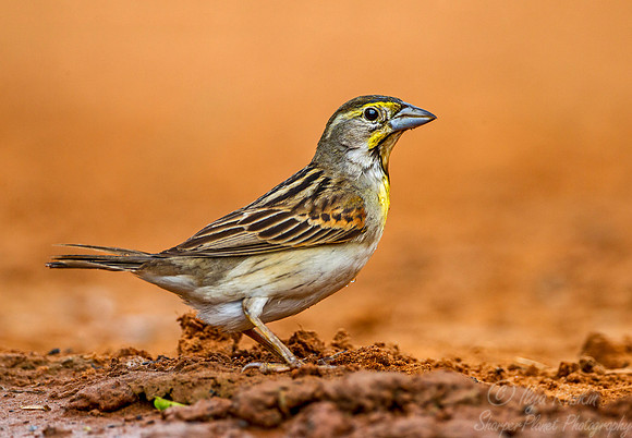 047 Dickcissel (Spiza americana) - Texas