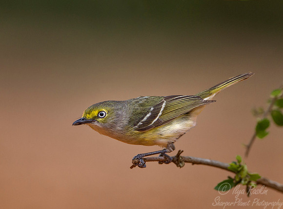 048 White-eyed vireo (Vireo griseus) - Texas