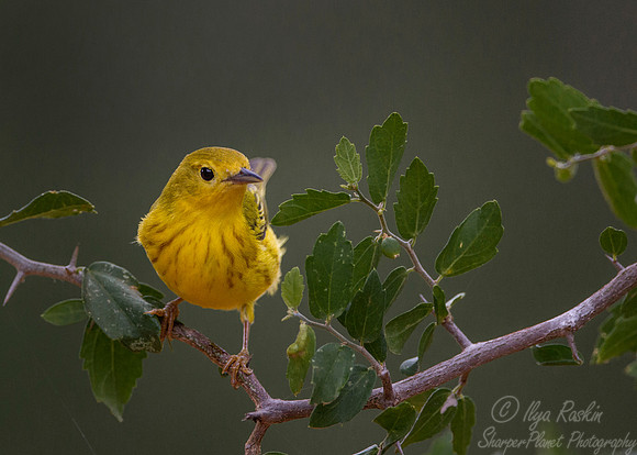 059 American yellow warbler (Setophaga petechia) - Texas