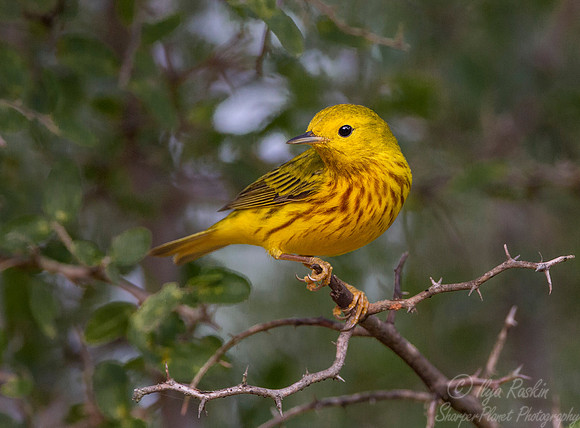 060 American yellow warbler (Setophaga petechia) - Texas