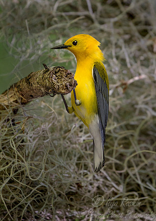 061 Prothonotary warbler (Protonotaria citrea) - SC