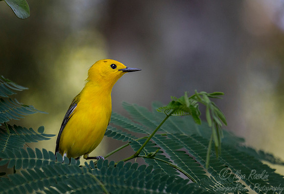 062 Prothonotary warbler (Protonotaria citrea) - SC