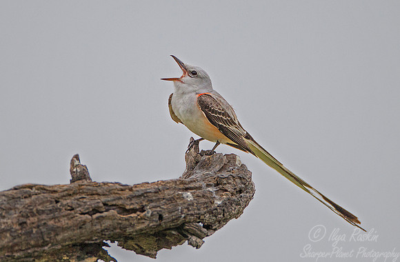 063 Scissor-tailed flycatcher (Tyrannus forficatus) - Texas