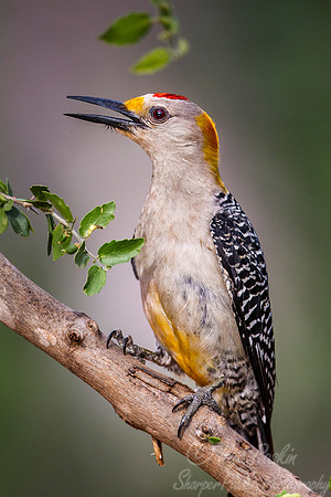 064 Golden-fronted woodpecker (Melanerpes aurifrons) - Texas