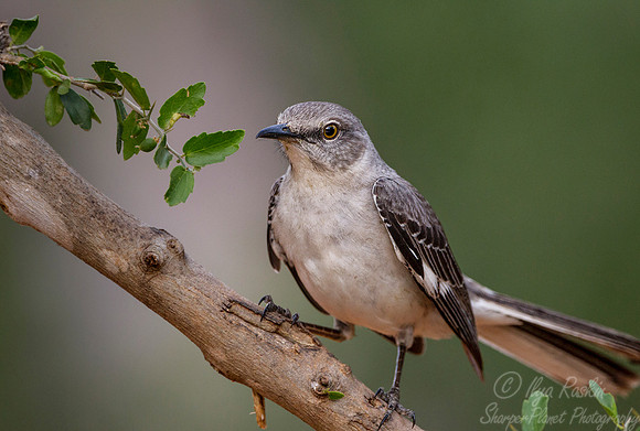 065 Northern mockingbird (Mimus polyglottos) - Texas