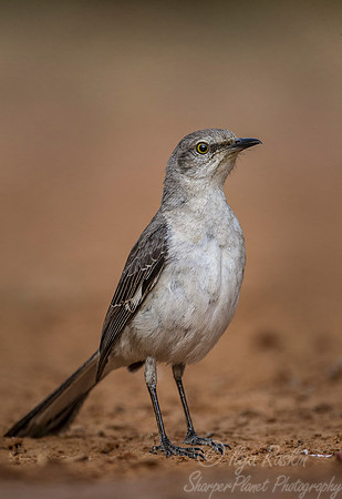 066 Northern mockingbird (Mimus polyglottos) - Texas