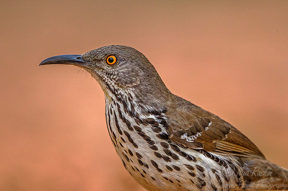 067 Long-billed thrasher (Toxostoma longirostre) - Texas
