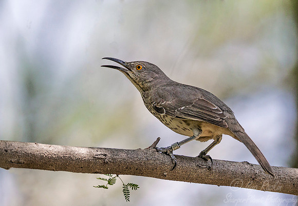 068 Long-billed thrasher (Toxostoma longirostre) - Texas