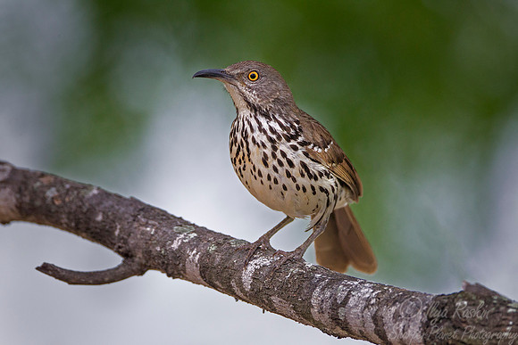 069 Long-billed thrasher (Toxostoma longirostre) - Texas