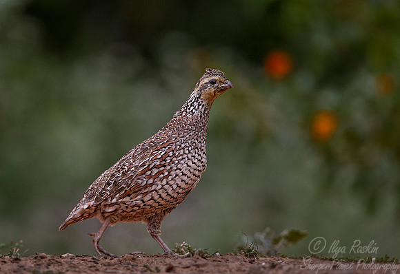 010 Northern bobwhite female (Colinus virginianus) - Texas