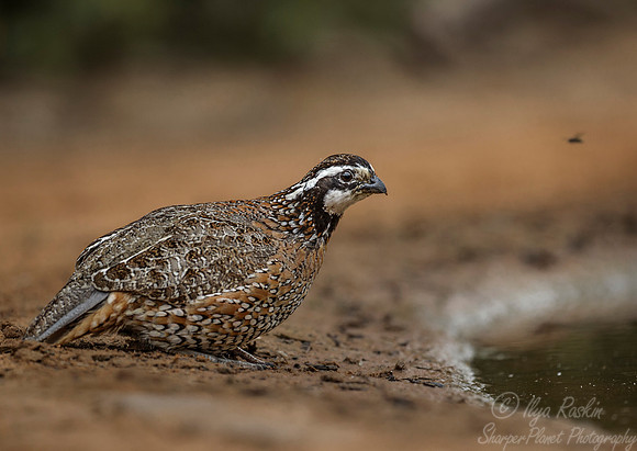 011 Northern bobwhite male (Colinus virginianus) - Texas