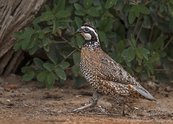 012 Northern bobwhite male (Colinus virginianus) - Texas