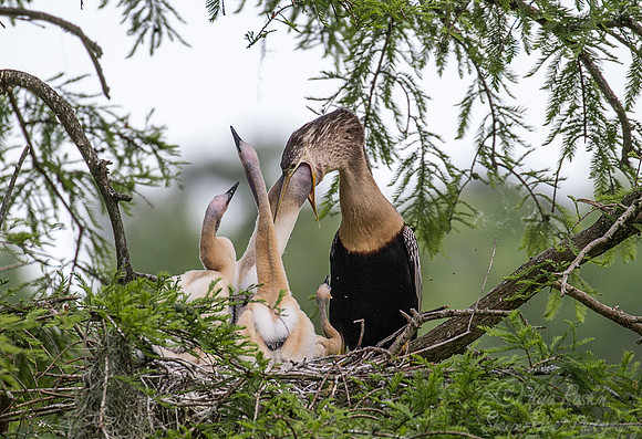 101 Anhingas (Anhinga anhinga) - SC