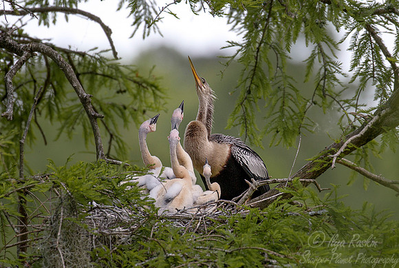 102 Anhingas (Anhinga anhinga) - SC