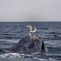 2015 Whales Cape Code MA