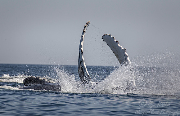 092 Humpback whales (Megaptera novaeangliae) - Cape Code - MA