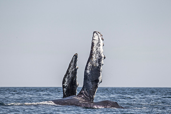 093 Humpback whale (Megaptera novaeangliae) - Cape Code - MA