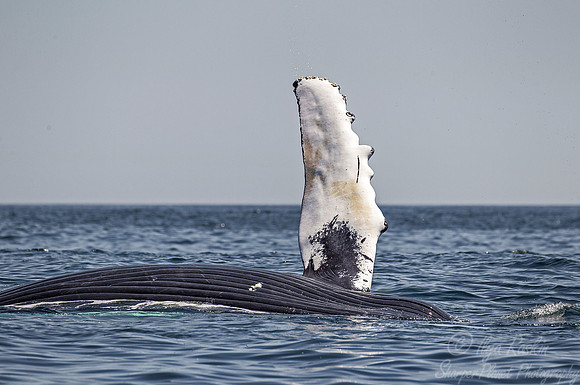 094 Humpback whale (Megaptera novaeangliae) - Cape Code - MA