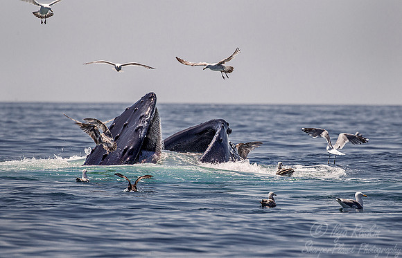 095 Humpback whale (Megaptera novaeangliae) - Cape Code - MA