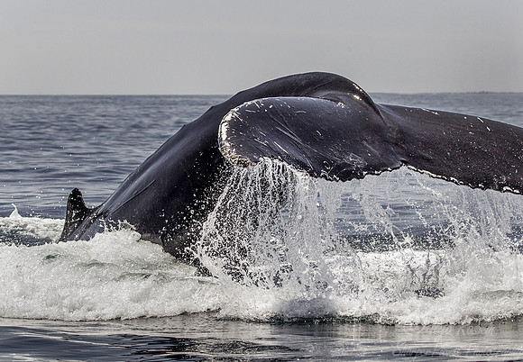 096 Humpback whale (Megaptera novaeangliae) - Cape Code - MA
