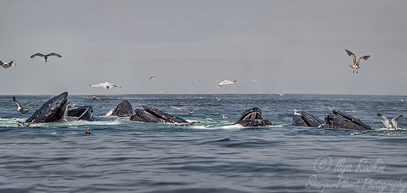 097 Humpback whales (Megaptera novaeangliae) - Cape Code - MA