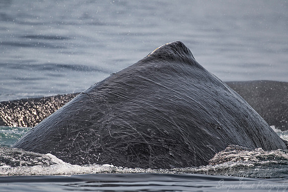 098 Humpback whalse (Megaptera novaeangliae) - Cape Code - MA
