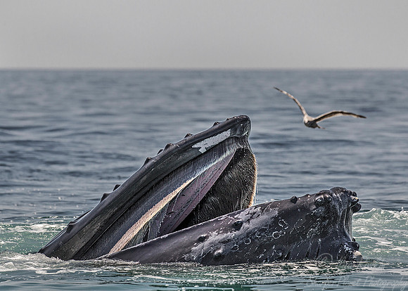 099 Humpback whale (Megaptera novaeangliae) - Cape Code - MA