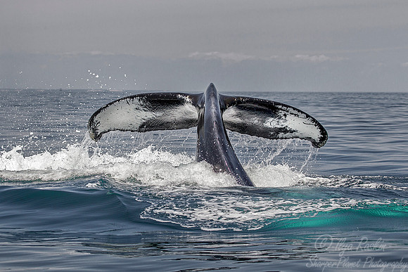 100 Humpback whale (Megaptera novaeangliae) - Cape Code - MA