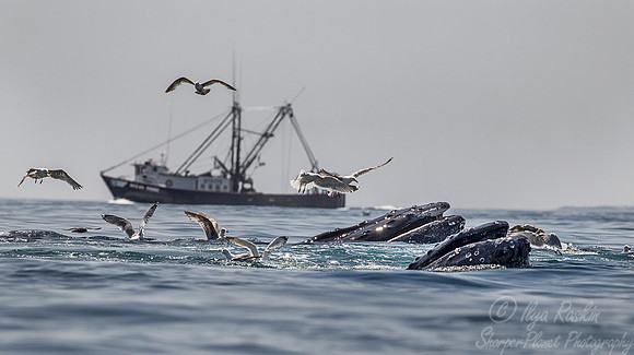 101 Humpback whales (Megaptera novaeangliae) - Cape Code - MA