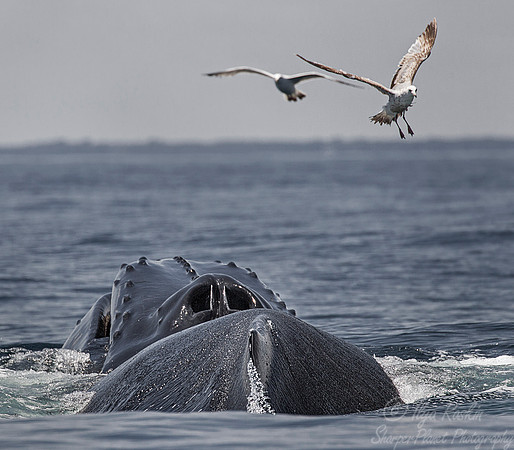 102 Humpback whale (Megaptera novaeangliae) - Cape Code - MA