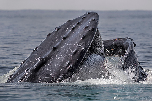 103 Humpback whale (Megaptera novaeangliae) - Cape Code - MA