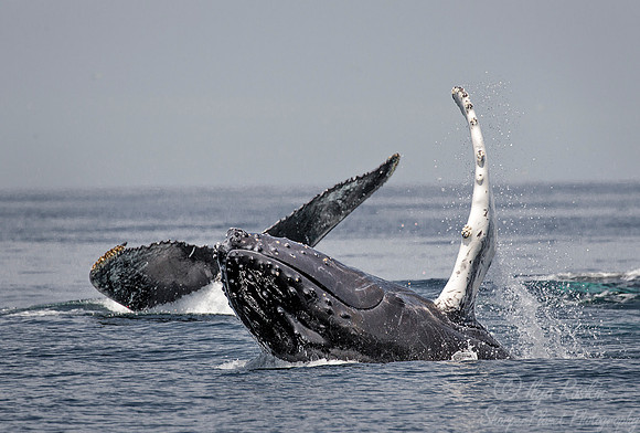 104 Humpback whales (Megaptera novaeangliae) - Cape Code - MA