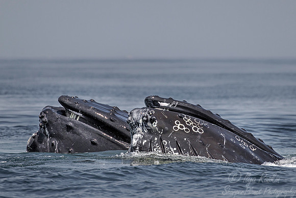 105 Humpback whales (Megaptera novaeangliae) - Cape Code - MA